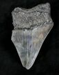 Partial, Serrated Megalodon Tooth - Georgia #20550-1